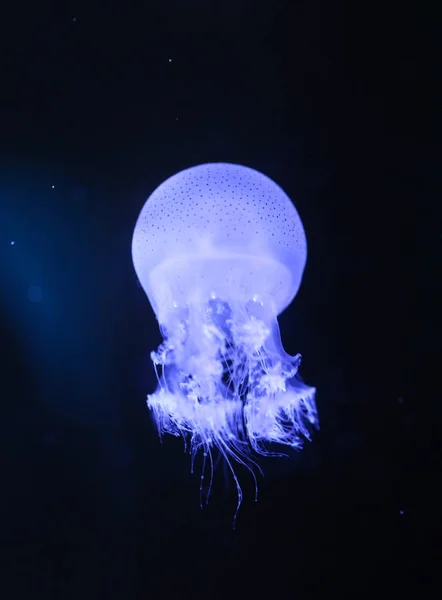 Kis medúza vagy fényes színű medúza. — Stock Fotó