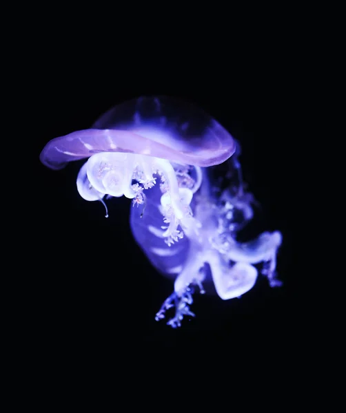 Upside down jellyfish on black background. — Stock Photo, Image