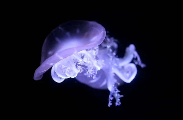 Fejjel lefelé medúza fekete háttér. — Stock Fotó
