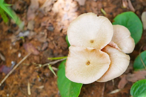 Champignons Toxiques Tropicaux Fleurissant Dans Concept Forestier Nature Botanique — Photo