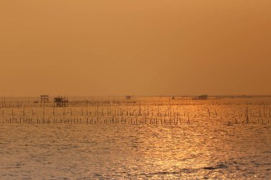 Akşamları deniz kıyısında, gün batımının turuncu ışığı, denizdeki bambu midye yetiştirme çiftliği için..