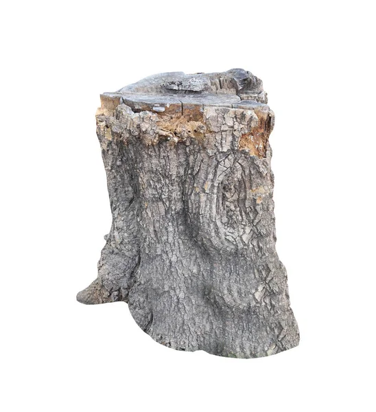 Tree Stump Isolated White Background Have Clipping Paths Easy Design — Stock Photo, Image