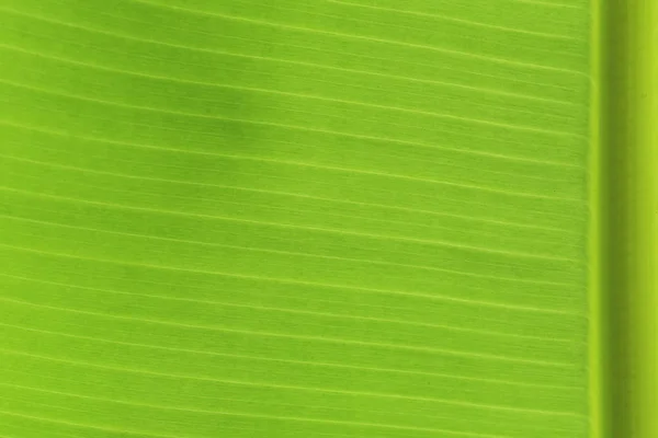 Hoja Plátano Primer Plano Textura Fondo Para Diseño Naturaleza Trabajo — Foto de Stock