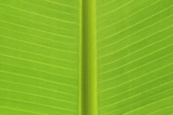Bananenblatt Nahaufnahme Textur Hintergrund Für Design Ihrer Arbeit Natur Hintergrundkonzept — Stockfoto