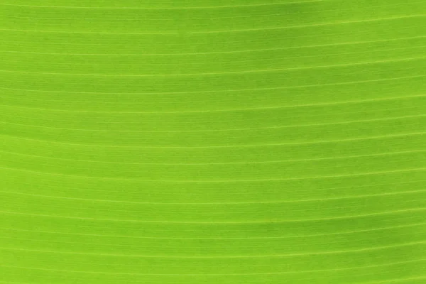 Банановый Лист Закрыть Текстуру Фона Дизайна Вашей Работе — стоковое фото