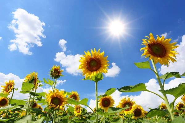 Zonnebloemen Bloeien Licht Van Zon Een Heldere Dag Hebben Kopieerruimte — Stockfoto