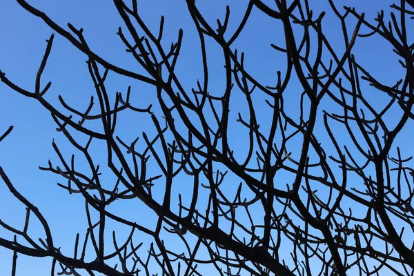 Árvore Ramos Silhueta Fundo Céu Azul Para Design Seu Conceito — Fotografia de Stock
