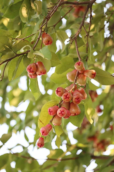 Syzygium Sull Albero Questo Frutto Tropicale Della Thailandia — Foto Stock