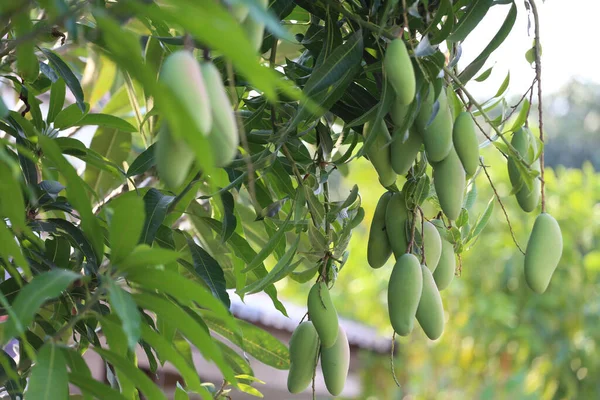 Grön Mango Som Ännu Inte Mogen Träd Fruktträdgården — Stockfoto