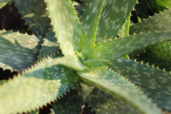 Färsk Aloe Vera Och Solljus Morgonen — Stockfoto