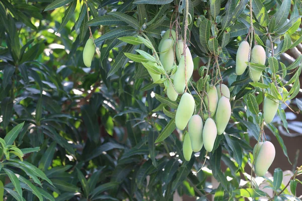 Zelené Mango Které Ještě Není Zralé Stromě Sadu — Stock fotografie