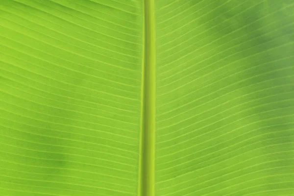 Folha Banana Close Textura Fundo Para Design Seu Trabalho Natureza — Fotografia de Stock