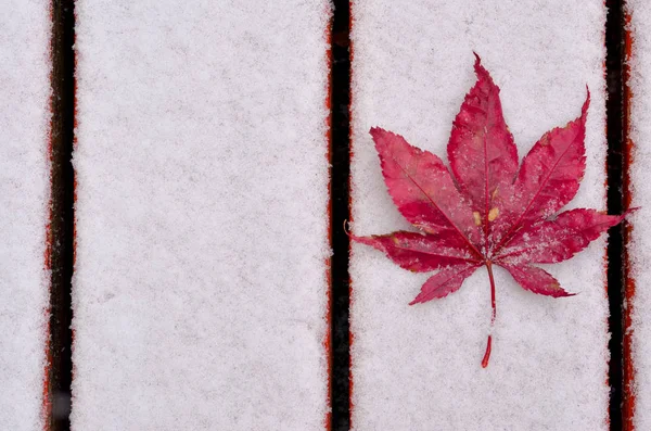 Concept background shot depicting a Canadian Flag the end of autumn, fall season and start of winters.Maple leaf (acer palmatum) placed on red wooden patio with the first snow of season in November