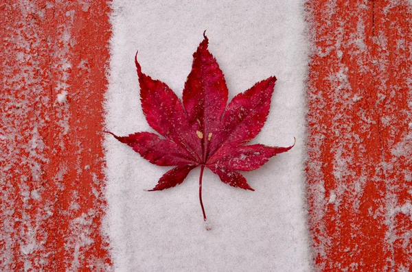 Concept background shot depicting a Canadian Flag the end of autumn, fall season and start of winters.Maple leaf (acer palmatum) placed on red wooden patio with the first snow of season in November