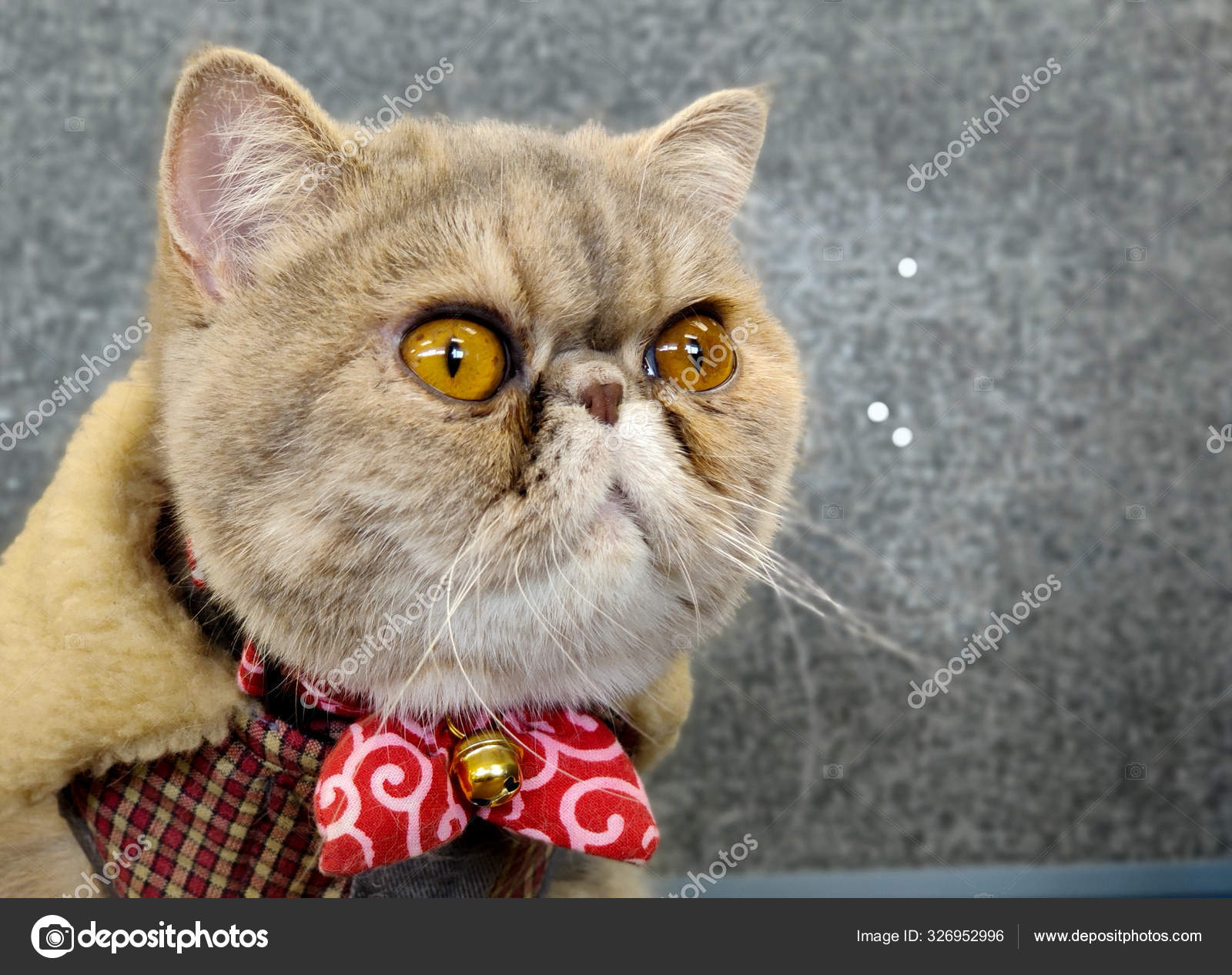 Exotic Short Hair Cat Wide Eyes Sitting Wooden Table Looking