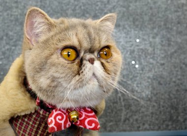 Geniş gözlü egzotik kısa saçlı kedi ahşap bir masaya oturmuş kameraya bakıyor ve kırmızı yün kürklü kışlık palto giyip komik ifadeler takınıyor.