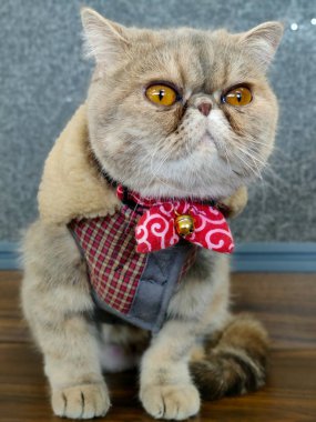 Geniş gözlü egzotik kısa saçlı kedi ahşap bir masaya oturmuş kameraya bakıyor ve kırmızı yün kürklü kışlık palto giyip komik ifadeler takınıyor.