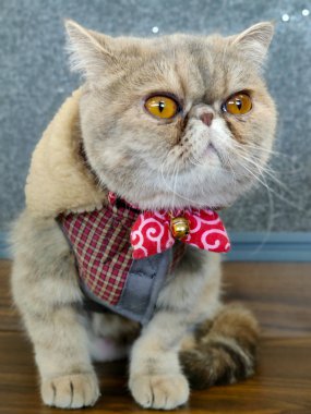 Geniş gözlü egzotik kısa saçlı kedi ahşap bir masaya oturmuş kameraya bakıyor ve kırmızı yün kürklü kışlık palto giyip komik ifadeler takınıyor.