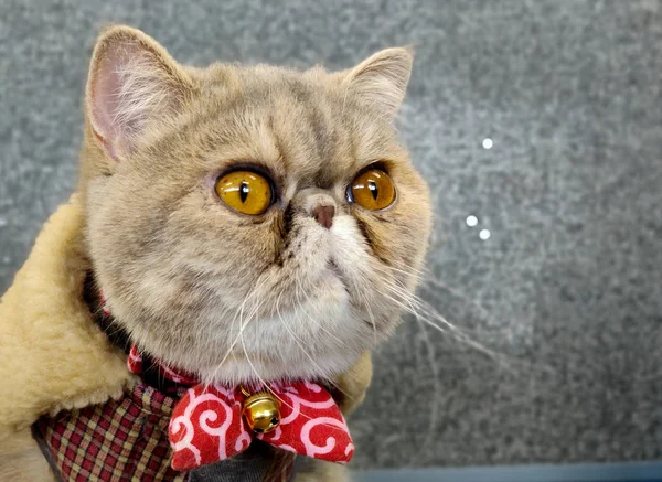 Pelo Corto Exótico Gato Con Ojos Anchos Sentado Una Mesa — Foto de Stock