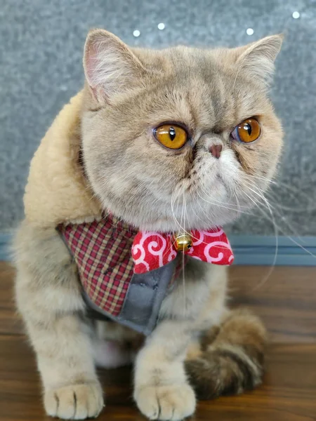 Pelo Corto Exótico Gato Con Ojos Anchos Sentado Una Mesa — Foto de Stock