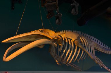 Ripley 'in akvaryumundaki ahşap tavandan sarkan balina iskeletinin yan görüntüsü. Birçok büyük su hayvanının evi Toronto, Ontario, Kanada 'da bir turizm merkezidir.