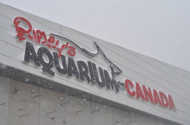 Toronto, Ontario, Kanada, 2020. Toronto 'nun göbeğinde yer alan Ripley Akvaryumu, her nesilden insanın ziyaret edilmesi gereken bir yerdir.. 