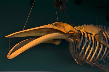 Ripley 'in akvaryumundaki ahşap tavandan sarkan balina iskeletinin yan görüntüsü. Birçok büyük su hayvanının evi Toronto, Ontario, Kanada 'da bir turizm merkezidir.