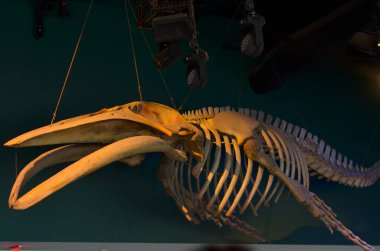 Ripley 'in akvaryumundaki ahşap tavandan sarkan balina iskeletinin yan görüntüsü. Birçok büyük su hayvanının evi Toronto, Ontario, Kanada 'da bir turizm merkezidir.