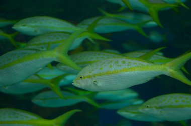 Akvaryum balıkları yakın çekim