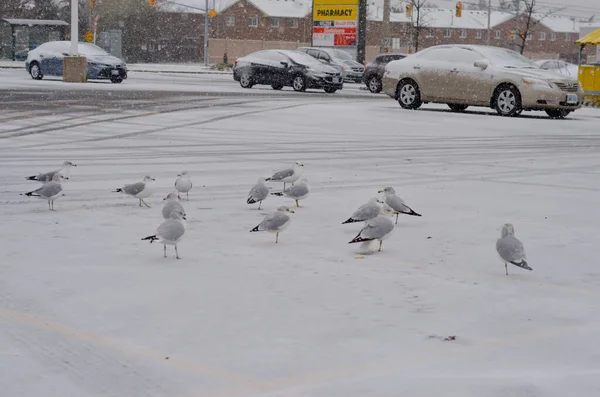 Brooklyn Kış Manzarası Yerde Kar Deniz Kıyısında Kar Martıları Var — Stok fotoğraf