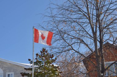 Ottawa, Ontario, Kanada, 2020. Kanada Ulusal Bayrağı mavi gökyüzüne karşı yükseliyor. Evleri ve kurumuş ağaçları var. Fransızca L 'Unifoli, ortasında beyaz kare ve 11 köşeli kırmızı akçaağaç yaprağı d olan kırmızı bir alandan oluşur.