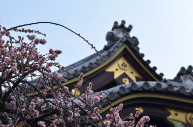 cherry blossom, spring, sakura