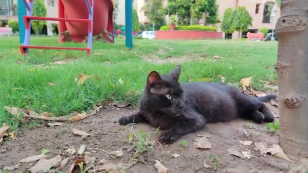 Повільний постріл чорної кішки сидить і розслабляється в парку з гойдалками і слайдами для дітей на задньому плані — стокове відео