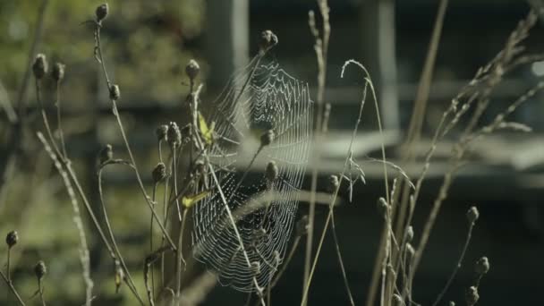 Spiderweb on the grass — Stock Video