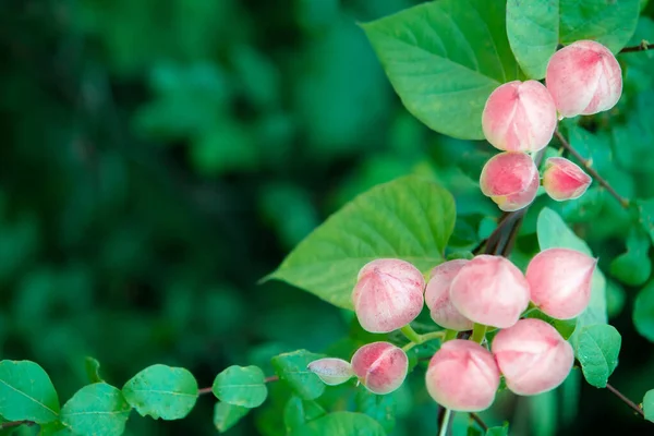 Pink wildflowers on background of green leaves