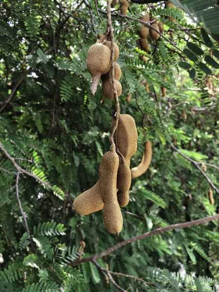 Tamarind trees hang from the tree