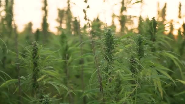 Cerrar las hojas de cannabis y el brote narcótico en la plantación de cáñamo. Con destellos de sol al atardecer. Campo de cannabis medicinal. creciendo al aire libre bajo el sol — Vídeo de stock