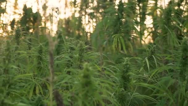 Close up cannabis leafs and narcotic bud in hemp plantation. With sun flare in sunset. Medicinal cannabis field. growing outdoors under sun — Stock Video