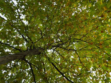 Doğa sonbahar ağacı