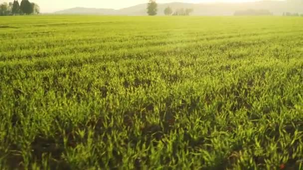 トウモロコシ畑の4k分解能、暖かい春の日、その背後に強い太陽と山のある農業分野でトウモロコシを栽培 — ストック動画