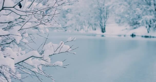 Zonnige en koude winterochtend met verse sneeuw op boomtakken. Resolutie 4k — Stockvideo