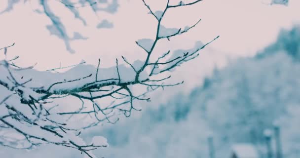 Matin d'hiver ensoleillé et froid avec neige fraîche sur les branches des arbres. Résolution 4k — Video