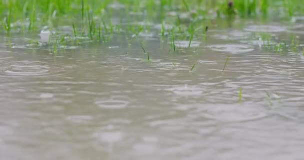 Raindrops falling on a flooded lawn, heavy rain on wet home yard in slowmotion. 4k resolution — Stock Video