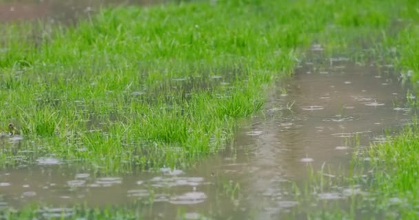 Regentropfen fallen auf einen überfluteten Rasen, Starkregen in Zeitlupe auf den nassen Bauhof. 4k-Auflösung — Stockvideo