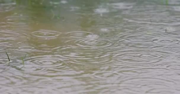 Gotas de lluvia cayendo sobre un césped inundado, lluvia fuerte en el patio de casa mojado en cámara lenta. Resolución 4k — Vídeos de Stock