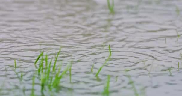 Regndroppar faller på en översvämmad gräsmatta, kraftigt regn på våt gård i slowmotion. 4k upplösning — Stockvideo