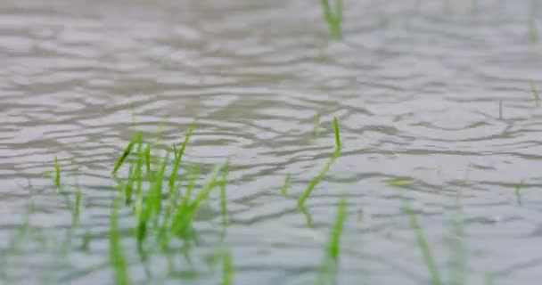 Regndroppar faller på en översvämmad gräsmatta, kraftigt regn på våt gård i slowmotion. 4k upplösning — Stockvideo