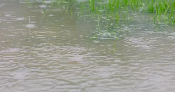 Esőcseppek hullanak az elárasztott gyepre, heves esőzések a nedves házon lassítva. 4k felbontás — Stock videók