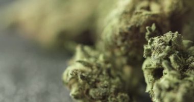 Pan movement of cannabis buds with copy space