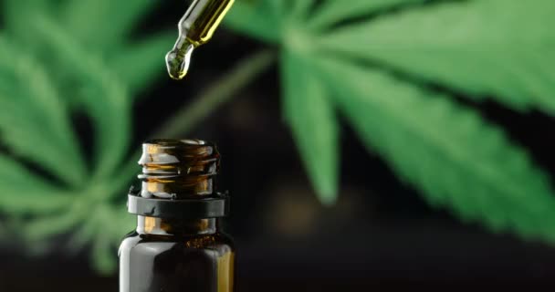 CBD huile de chanvre dans une gouttelette avec plante de marijuana — Video